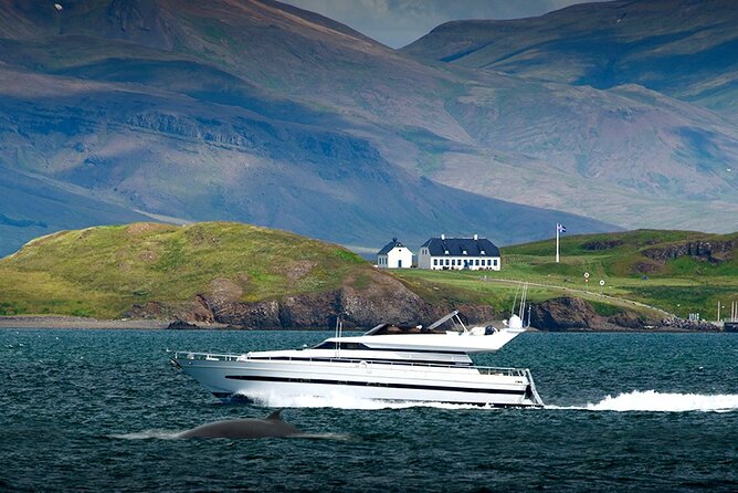 Whale Watching & Dolphin Yacht Cruise - Choosing your place on the yacht