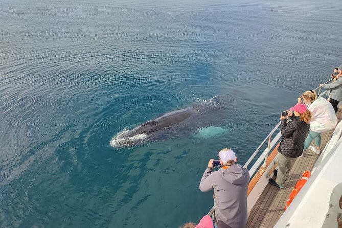 Whale Watching & Dolphin Yacht Cruise - The views are part of the three-hour value
