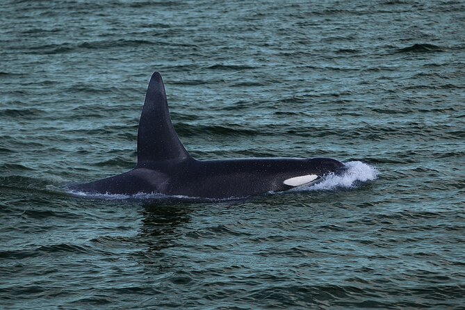 Whale Watching & Dolphin Yacht Cruise - Price, group size, and overall value