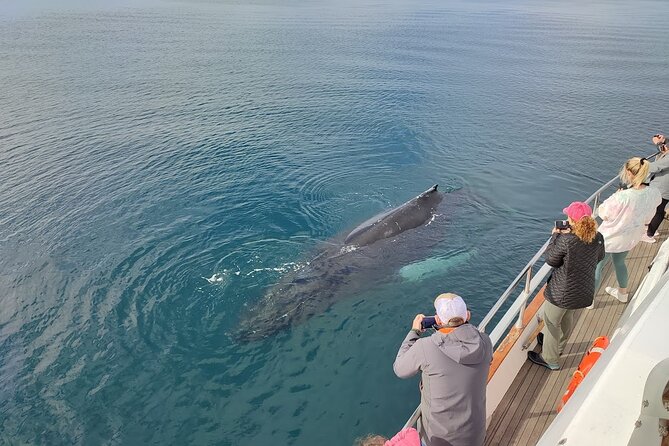 Whale Watching & Dolphin Yacht Cruise - Who will enjoy this cruise most