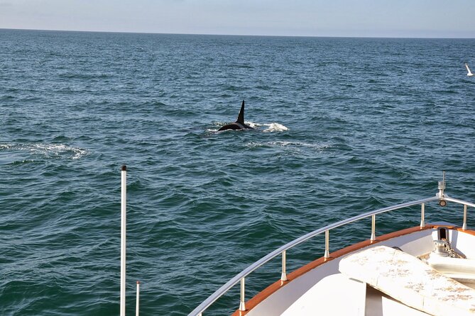 Whale Watching & Dolphin Yacht Cruise - Booking and cancellation details