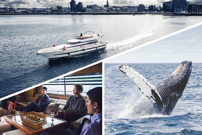 Whale Watching & Dolphin Yacht Cruise - The search across Faxafloi Bay