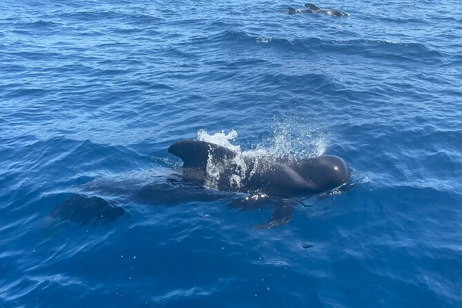 Whales and Dolphins excursion on a Luxury Yacht in Canary Islands - Swimming and snorkeling near Los Cristianos