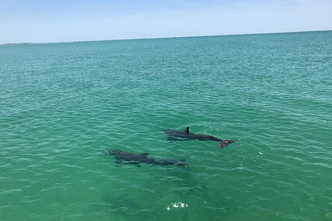 Yacht Charter Madeira beach and Tampa Bay - Dolphins, sunset, and the best time to go